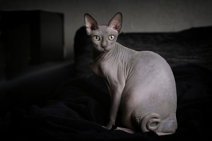 Gatos: El Sphynx