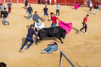 Fiestas Boadilla del Monte 2022. Encierro y suelta de reses