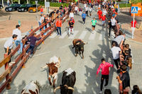 Fiestas Boadilla del Monte 2022. Encierro y suelta de reses