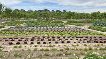 Huertas del palacio. Boadilla del Monte. Cultivo: huerta mediterránea