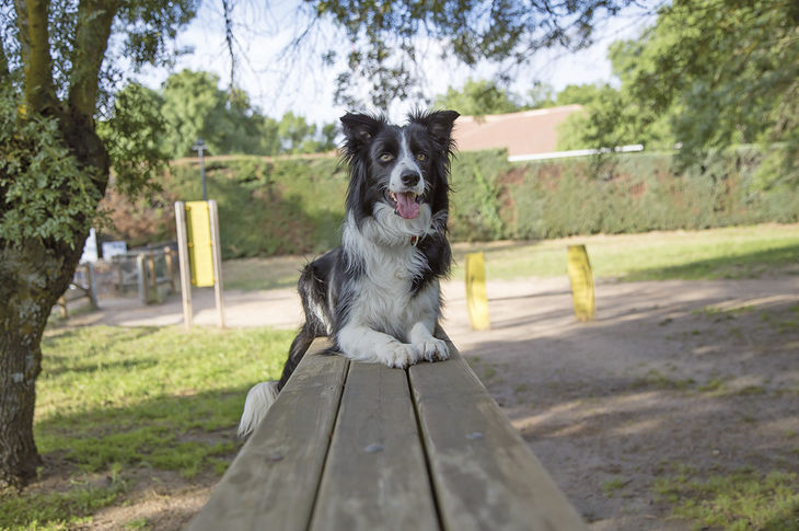 Así es el 'border collie'