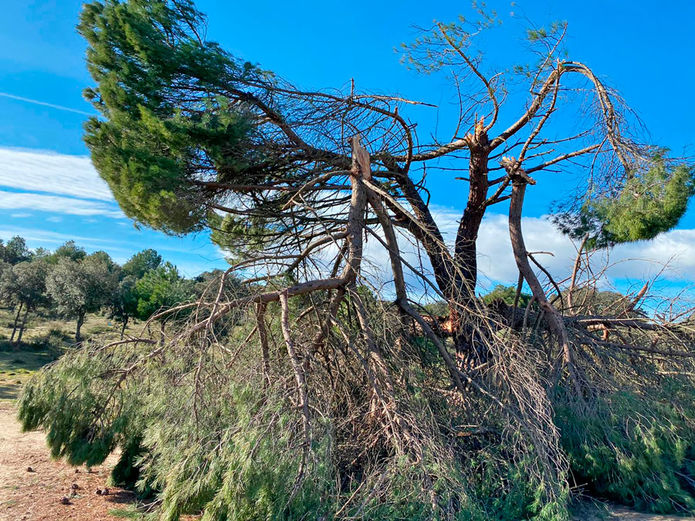 Árboles dañados en el Monte de Boadilla por el temporal Filomena