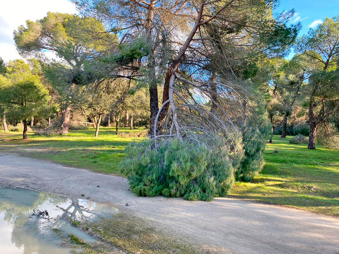 Árboles dañados en el Monte de Boadilla por el temporal Filomena