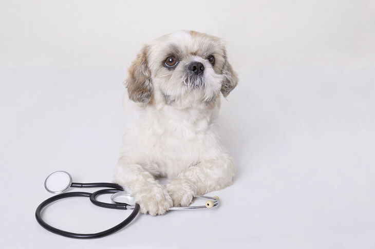 Cómo desparasitar bien a perros y gatos Cómo desparasitar bien a perros y gatos