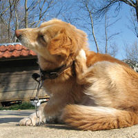 La atopia es una de las tres alergias principales con manifestación cutánea en los perros.