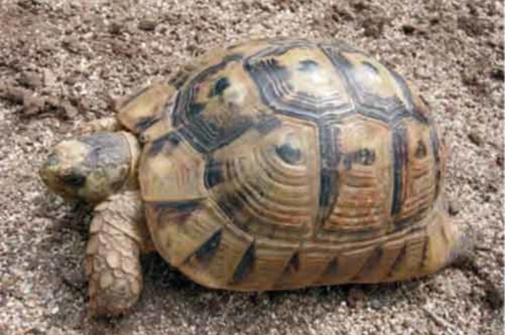 Las tortugas de tierra están desapareciendo debido a prácticas agrícolas agresivas, urbanización de los litorales y carreteras.