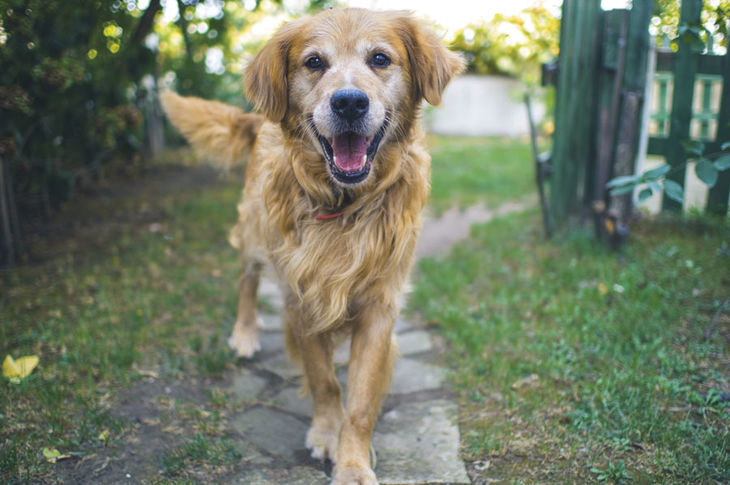 ¡Perro sano, perro feliz!