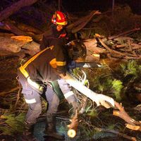 Un herido grave por la caída de un árbol. / Foto: Summa 112