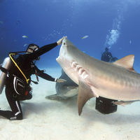 Karlos Simón es buceador profesional y experto en tiburones.