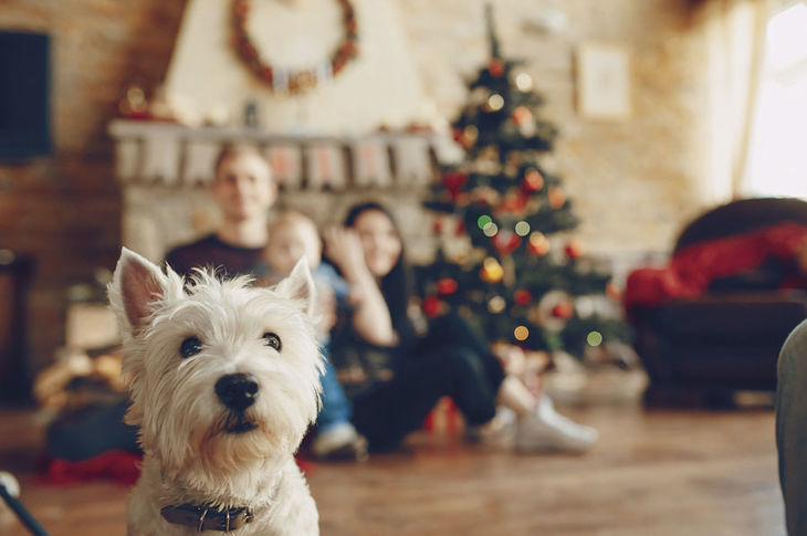 ¿Un animal de regalo?