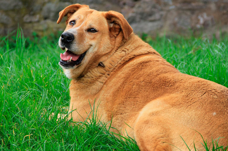 Así se combate la obesidad