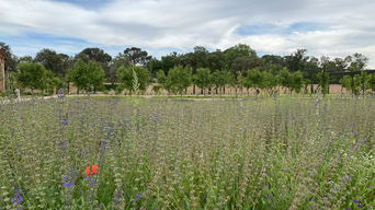 Huertas del palacio del infante don Luis en Boadilla del Monte. Pradera de campo