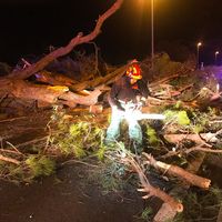 Un herido grave por la caída de un árbol. / Foto: Summa 112