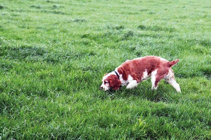 La fabulosa capacidad olfativa del perro