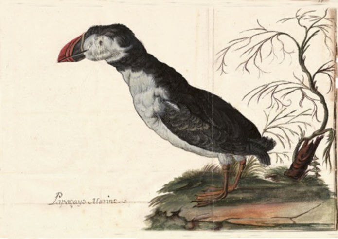 Representación de papagayo marino (frailecillo). Antonio Recondo, naturalista del infante don Luis