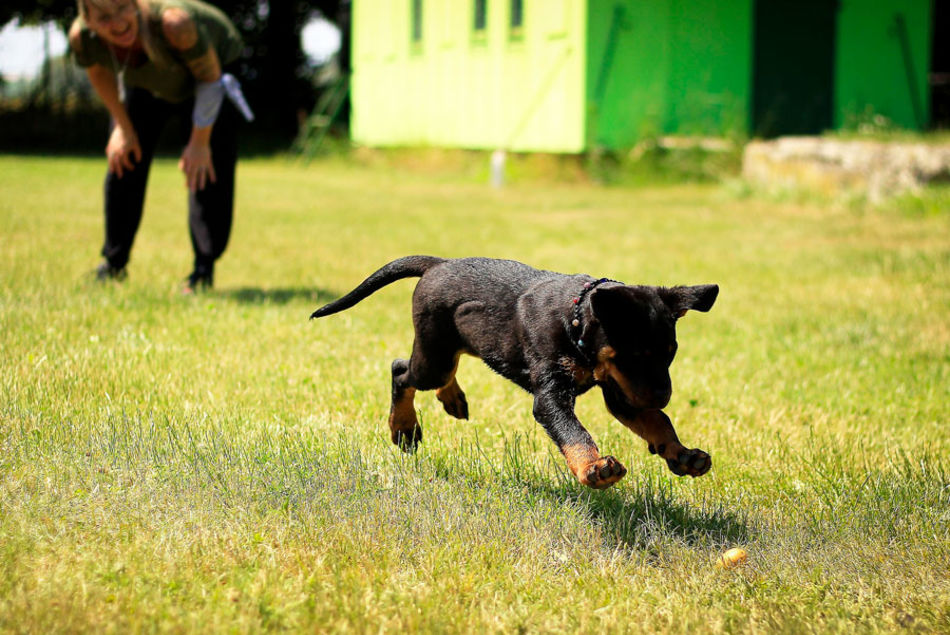 Cómo colaborar con una protectora Los gastos de una protectora son muchos (atención veterinaria, medicinas, operaciones quirúrgicas, comida...) así que la ayuda económica es una buena forma de colaborar.