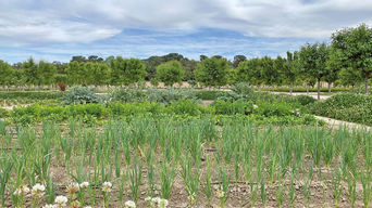 Huertas del palacio. Boadilla del Monte. Cultivo: huerta mediterránea