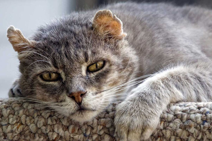 El gato se ha hecho mayor