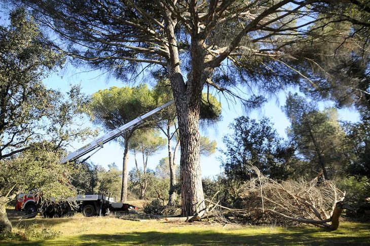Se continuan retirando restos de Filomena en el monte de Boadilla Se continuan retirando restos de Filomena en el monte de Boadilla