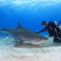 Karlos Simón es buceador profesional y experto en tiburones.