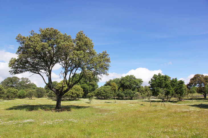 Monte de Boadilla, un espacio para disfrutar y cuidar