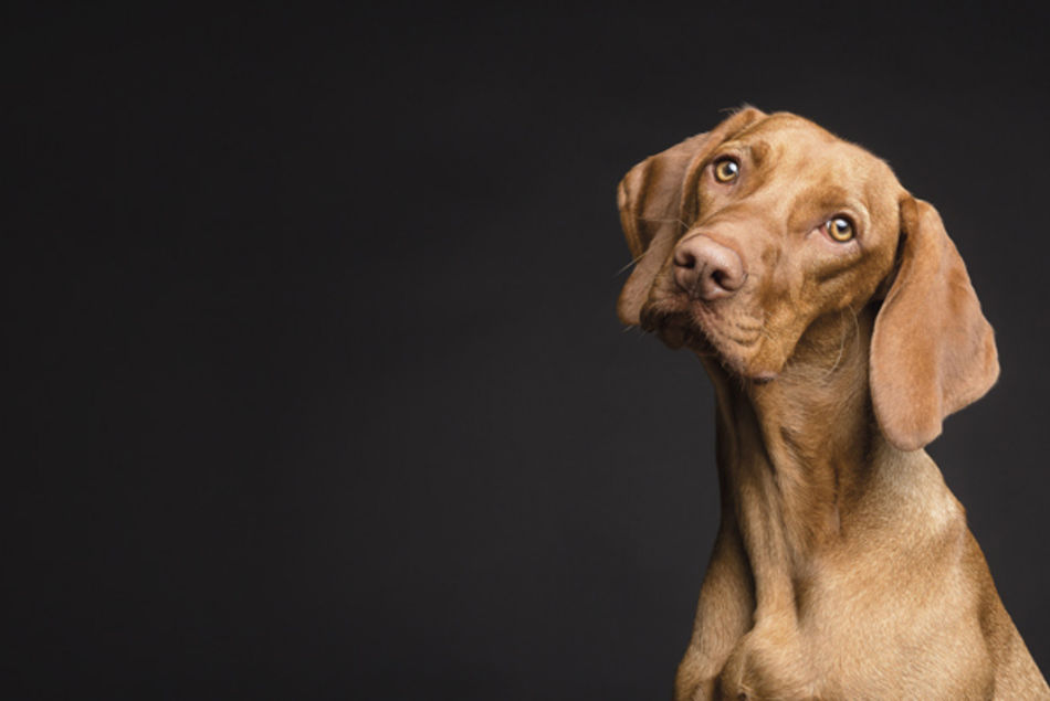 Diabetes en perros y gatos
