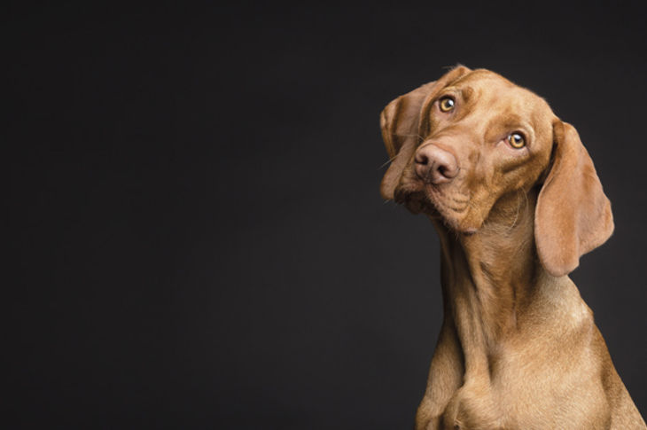 Diabetes en perros y gatos