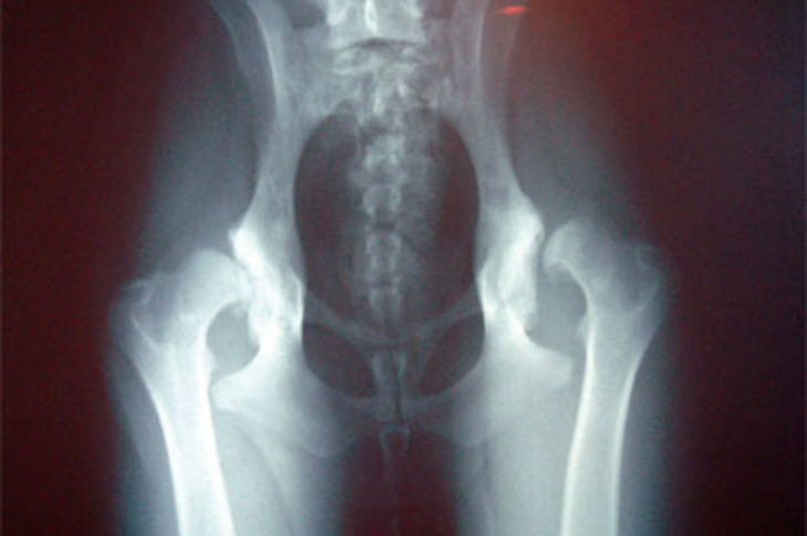 Radiografía de una perro con displasia de cadera.