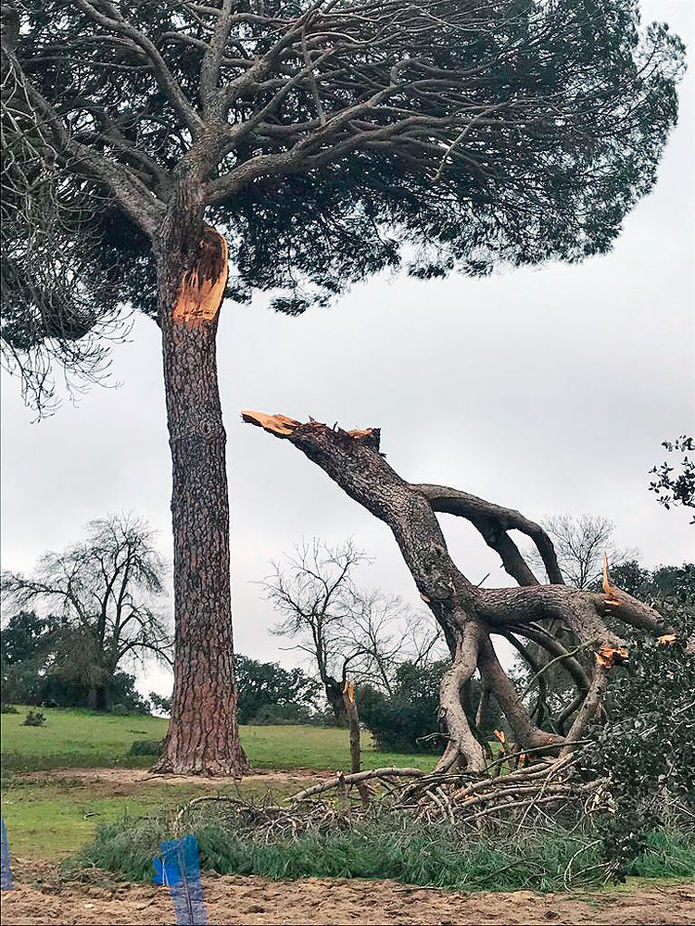 Árboles dañados en el Monte de Boadilla por el temporal Filomena