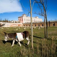 Le acompaña su burro