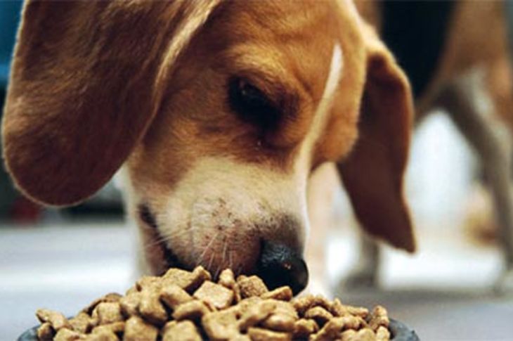 El tamaño y la edad determinan diferentes necesidades nutricionales marcadas también por los diferentes ritmos de crecimiento y envejecimiento de las distintas razas de perros.