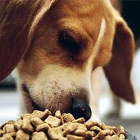 El tamaño y la edad determinan diferentes necesidades nutricionales marcadas también por los diferentes ritmos de crecimiento y envejecimiento de las distintas razas de perros.