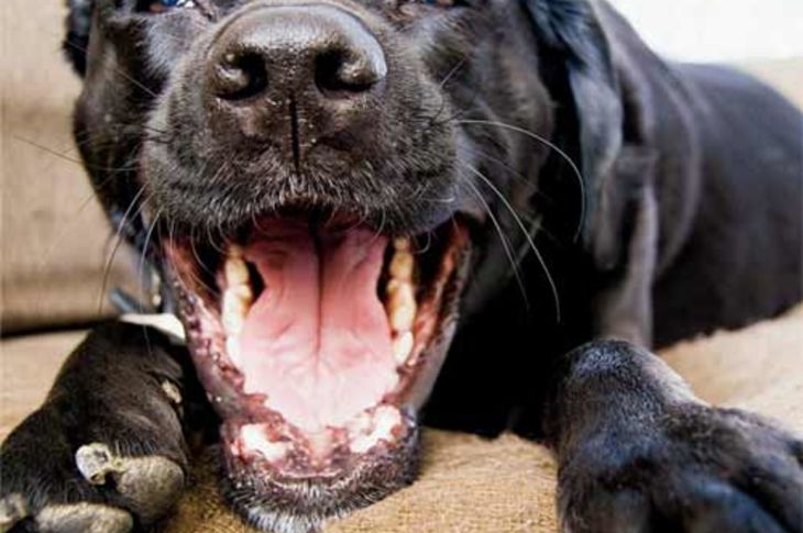 Los perros presentan dientes tanto en la mandíbula como en el maxilar.