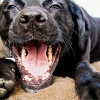 Los perros presentan dientes tanto en la mandíbula como en el maxilar.