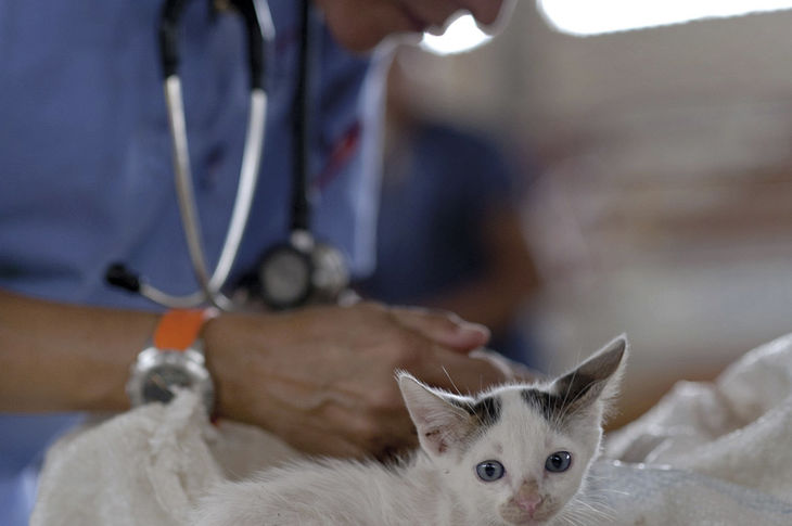 La importancia de la consulta veterinaria