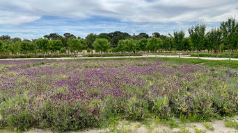 Huertas del palacio del infante don Luis, en Boadilla del Monte. Cultivo de espliego