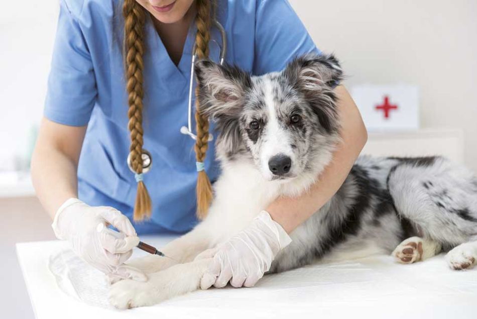 Es fundamental mantener a nuestros animales desparasitados y vacunados. Su salud también es la nuestra. Parásitos y vacunación