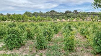 Huertas del palacio. Boadilla del Monte. Cultivo: grosellas