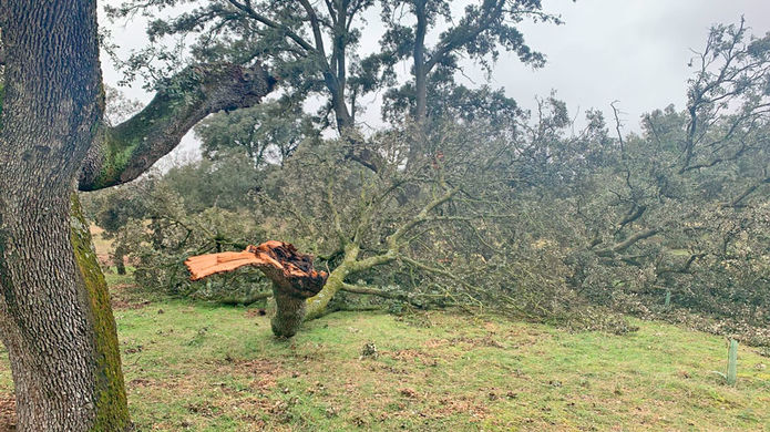 Árboles dañados en el Monte de Boadilla por el temporal FilomenaÁrboles dañados en el Monte de Boadilla por el temporal Filomena