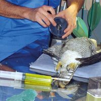 Proceso de preparación de una rapaz para proceder a extraerle de su cuerpo varios perdigones.