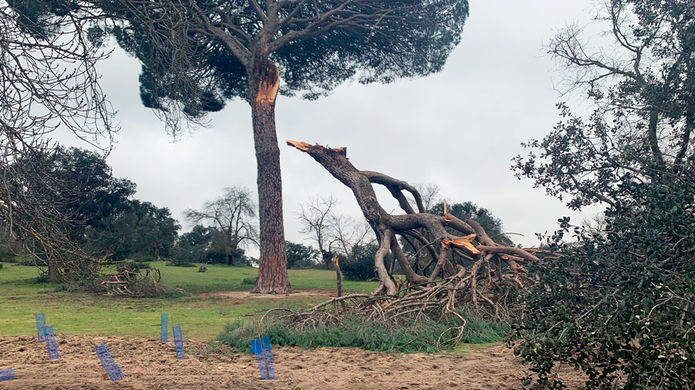 Árboles dañados en el Monte de Boadilla por el temporal Filomena