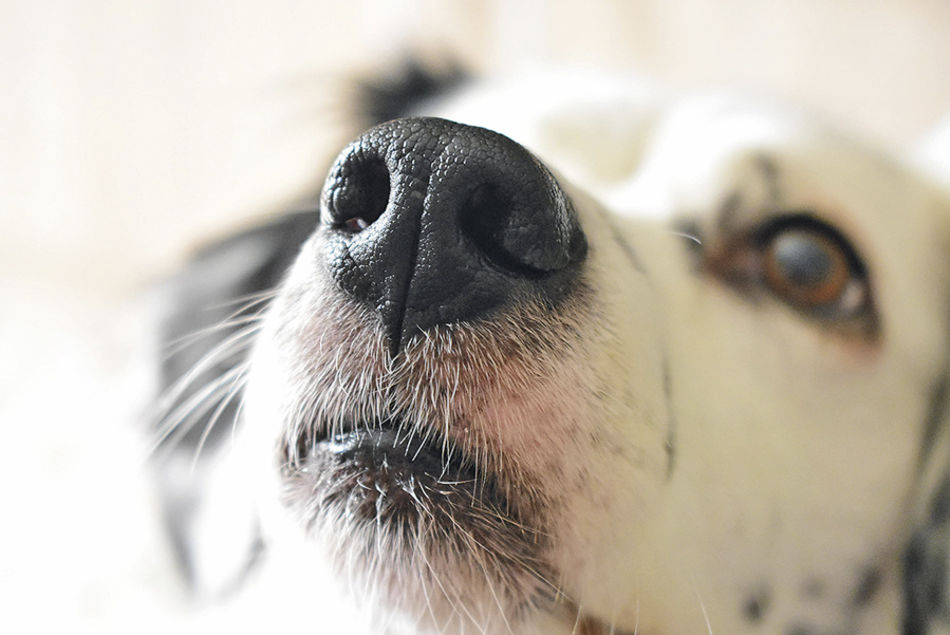 El olfato es más que un sentido para los perros. Tienen toda una base de datos basada en los olores que les permite tomar decisiones. El olfato, un sentido fundamental