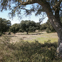 Encinas, fresnos, pinos... entre las distintas especies arbóreas que hay en el Monte de Boadilla.