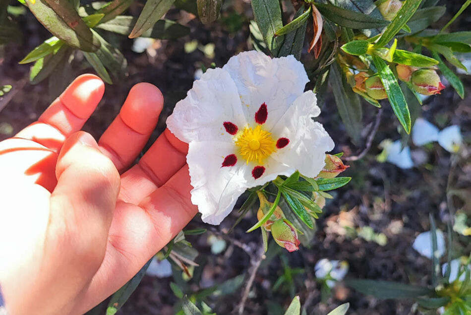 Rutas, talleres y voluntariado del Aula Medioambiental de Boadilla del Monte en mayo y junio