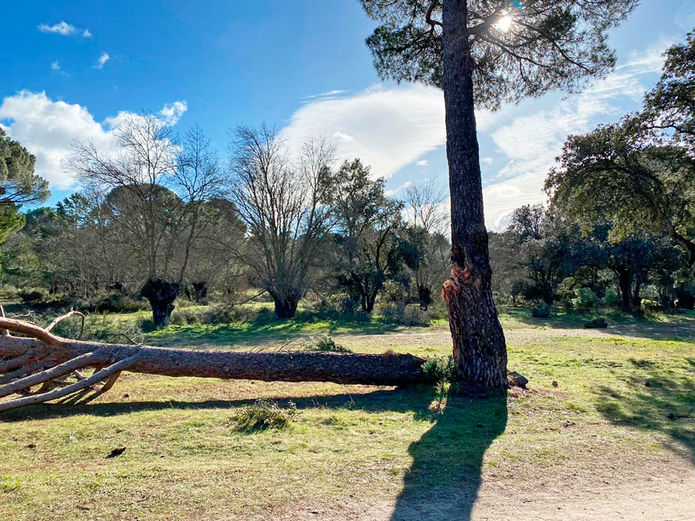 Árboles dañados en el Monte de Boadilla por el temporal Filomena.