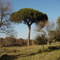 La Comunidad de Madrid lleva a cabo estos días labores de poda y saneamiento del Monte Sur de Boadilla del Monte como medida de conservación del mismo y preventiva antiincendios.
