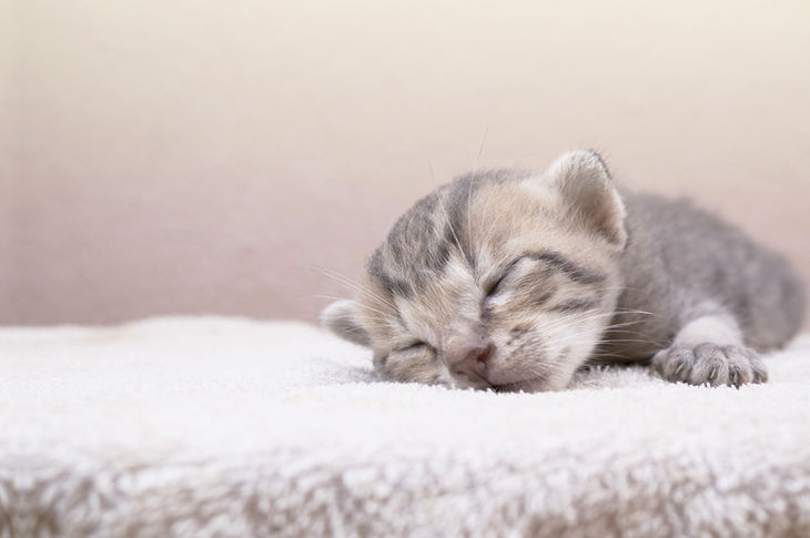 He encontrado un gatito abandonado ¿Qué hago?