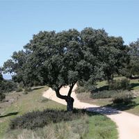 La gran parte de los caminos del Monte de Boadilla son transitables a pie o en bici.