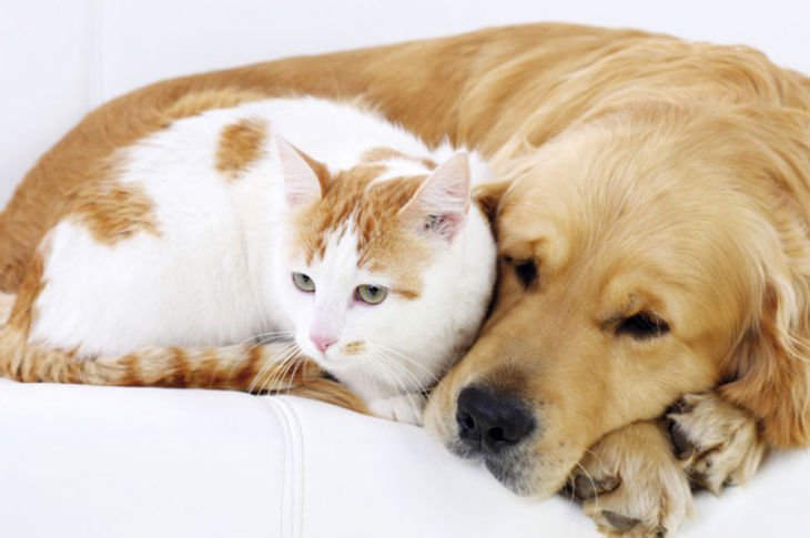 El tratamiento de los tumores mamarios en gatas y perras